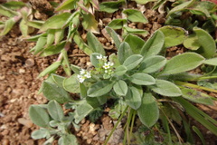 Heliotropium ovalifolium